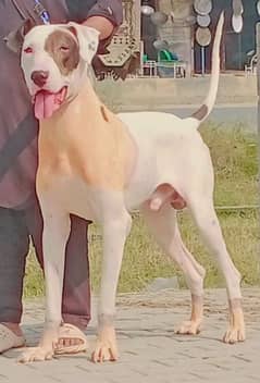 Lapa Gultair Male Age 15 Month full security guard dog for sale