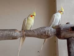 Cockatiel for sale in Piplan, Mianwali