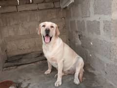 British Labrador Retriever