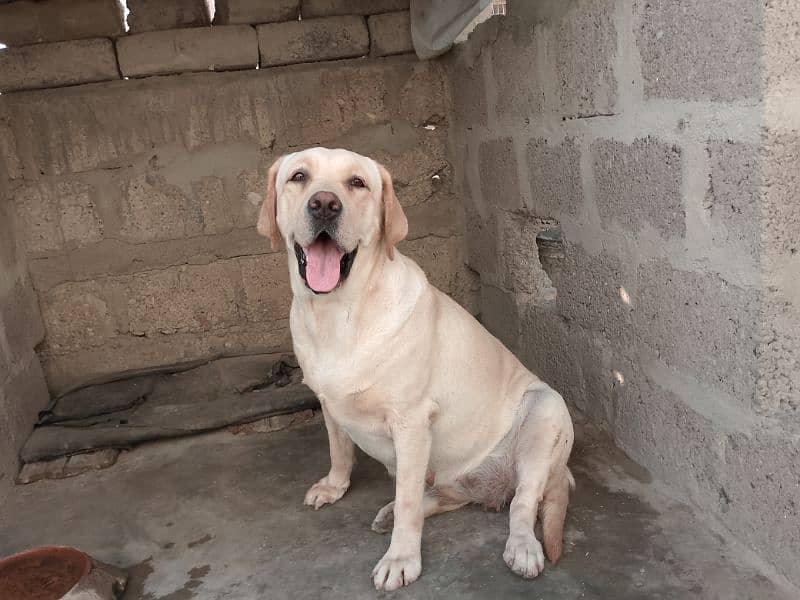 British Labrador Retriever 0