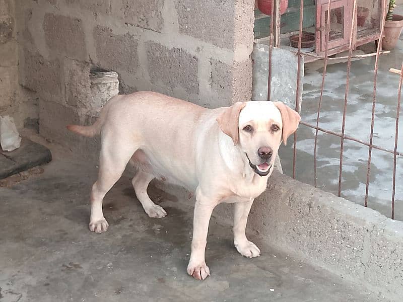 British Labrador Retriever 1