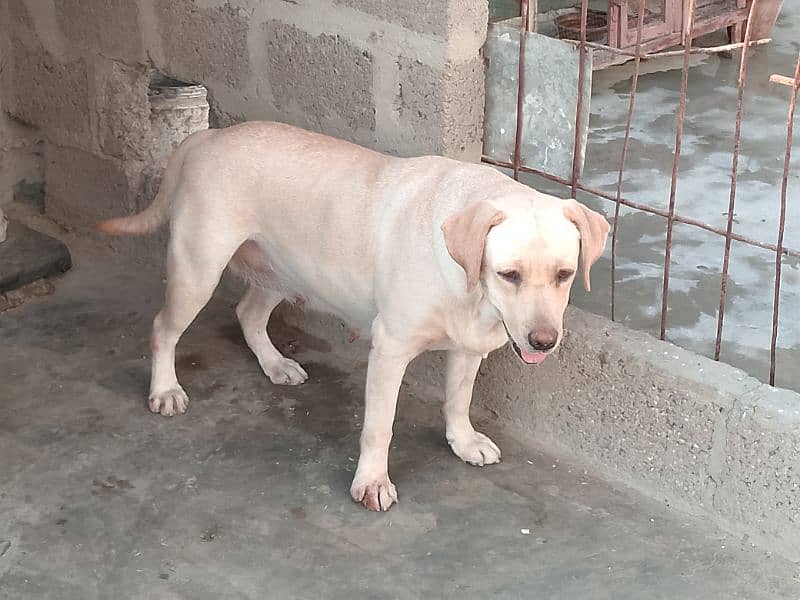 British Labrador Retriever 2