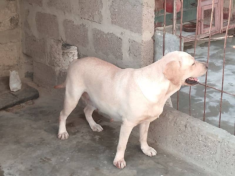 British Labrador Retriever 3