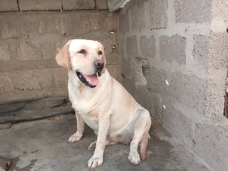 British Labrador Retriever 5