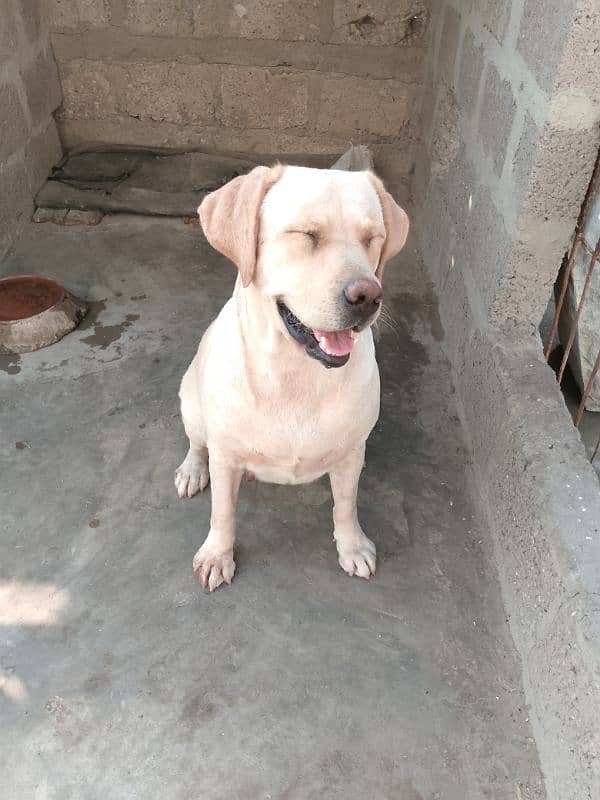 British Labrador Retriever 6