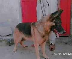 German shepherd Female Age 11month Black mask Urgent sale