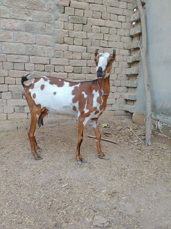 Pure Barbari Goat and with child 0