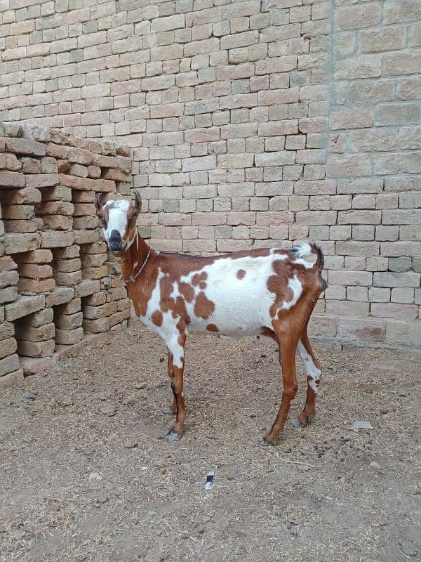 Pure Barbari Goat and with child 1