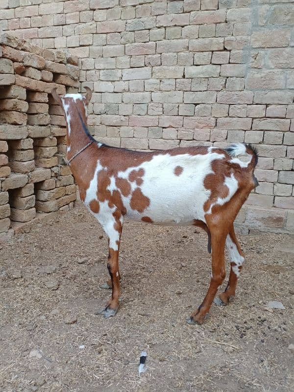 Pure Barbari Goat and with child 4