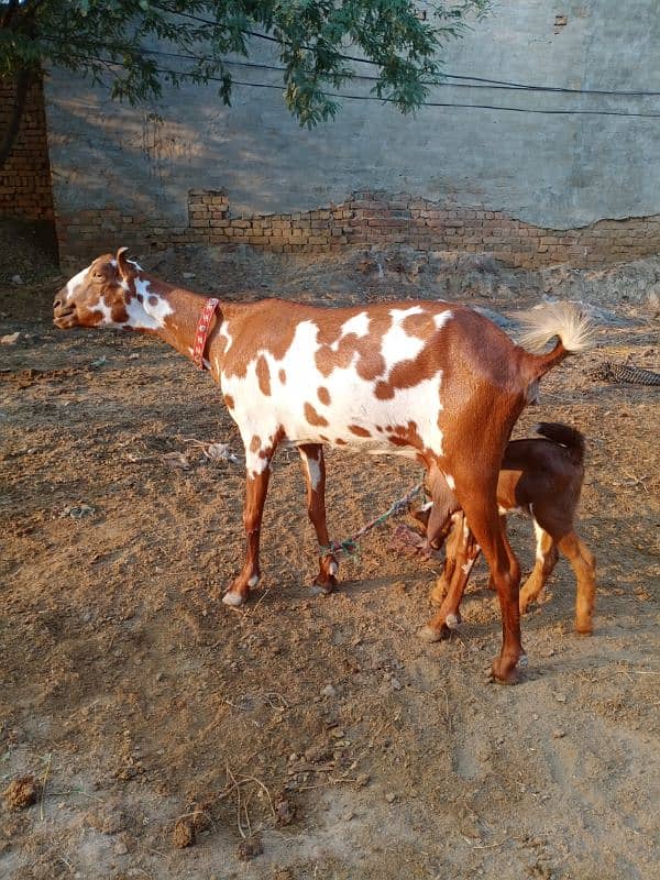 Pure Barbari Goat and with child 5