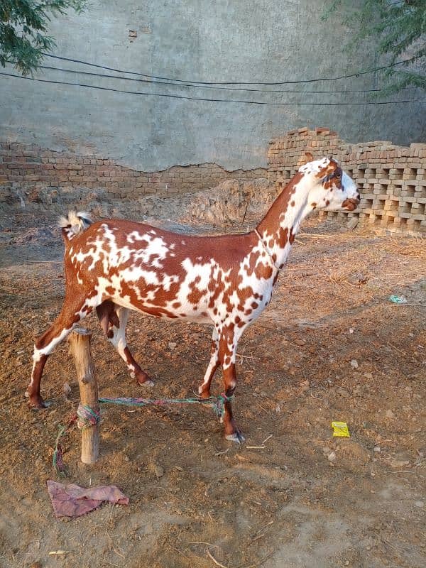 Pure Barbari Goat and with child 8