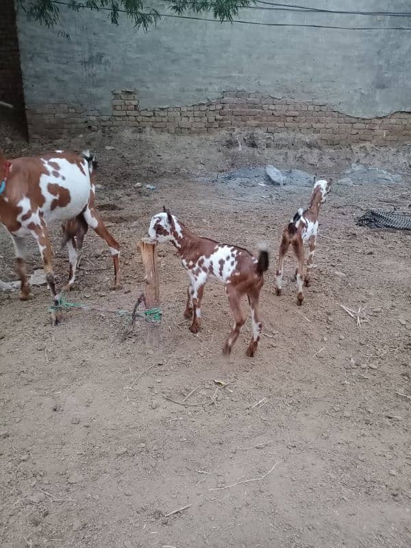 Pure Barbari Goat and with child 11