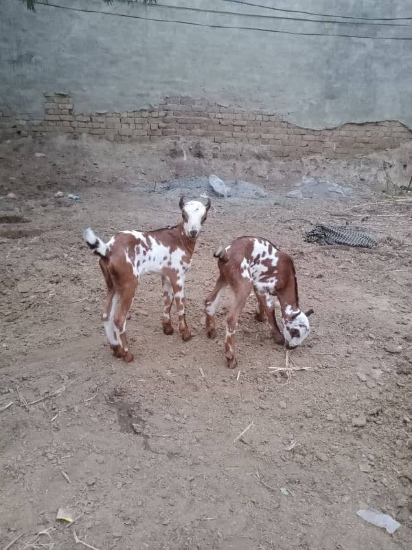 Pure Barbari Goat and with child 13