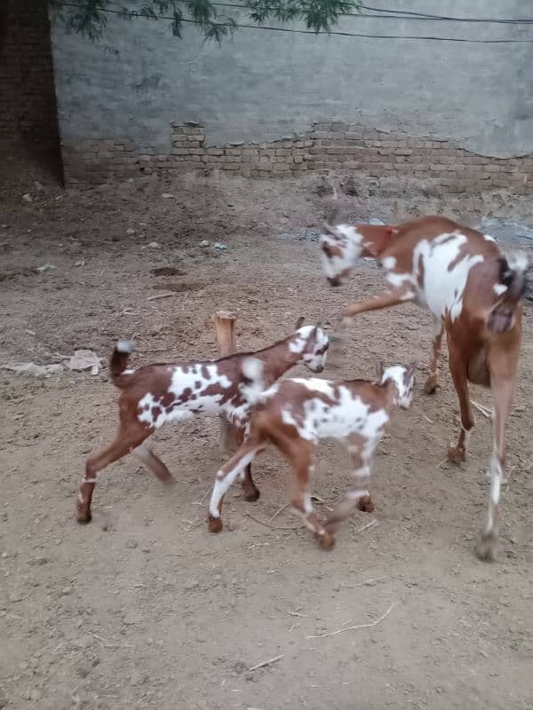 Pure Barbari Goat and with child 15