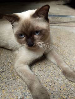 siamese imported breed male very friendly cat washroom trained