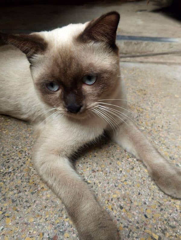 siamese imported breed male very friendly cat washroom trained 0