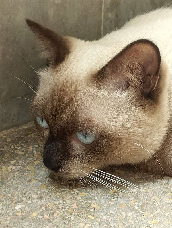 siamese imported breed male very friendly cat washroom trained 1