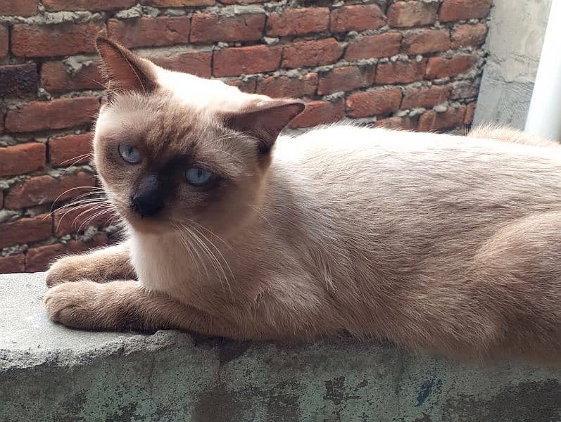 siamese imported breed male very friendly cat washroom trained 2