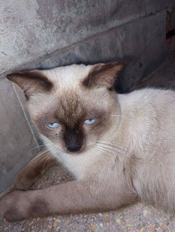 siamese imported breed male very friendly cat washroom trained 3