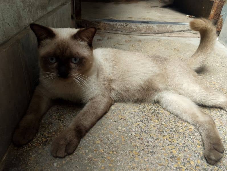 siamese imported breed male very friendly cat washroom trained 4