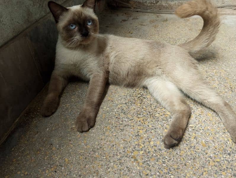 siamese imported breed male very friendly cat washroom trained 5