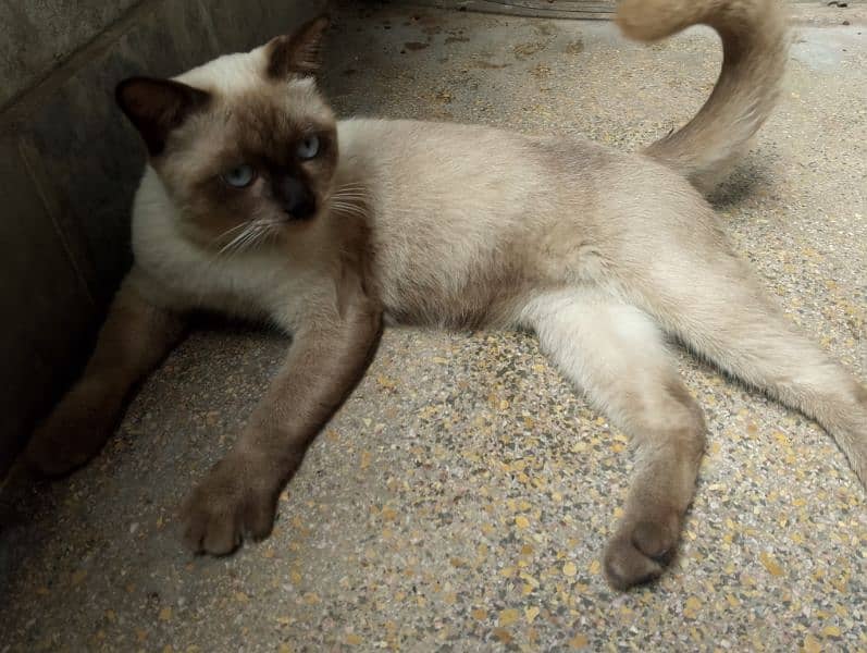 siamese imported breed male very friendly cat washroom trained 6