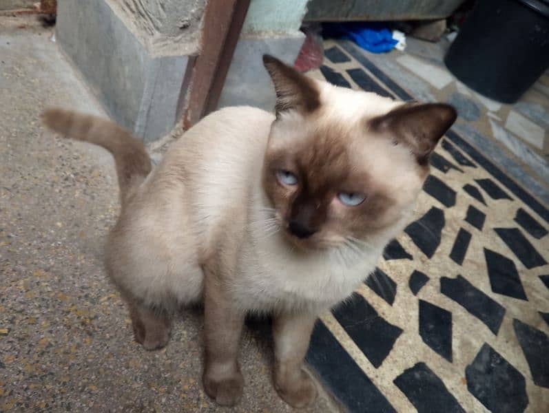 siamese imported breed male very friendly cat washroom trained 7