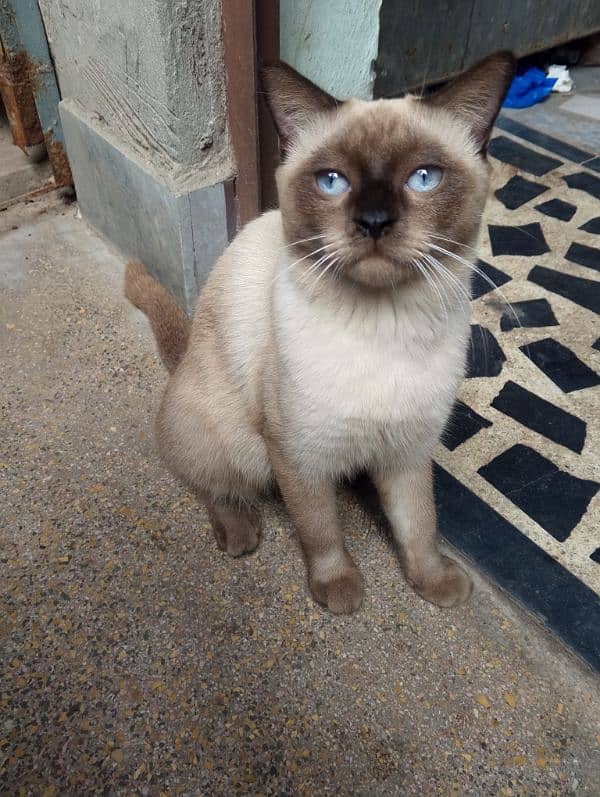 siamese imported breed male very friendly cat washroom trained 9