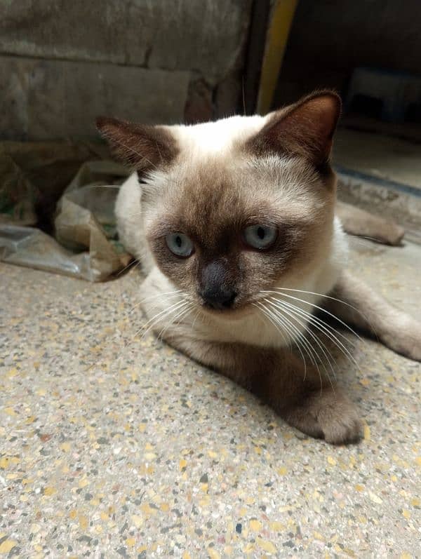 siamese imported breed male very friendly cat washroom trained 10