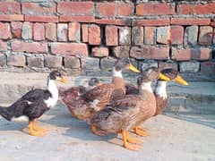 Duck male and Female