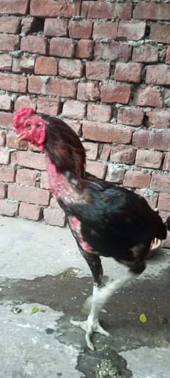 Vaitnami pair egg laying patha pathi chicks