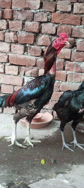 Vaitnami pair egg laying patha pathi chicks 1