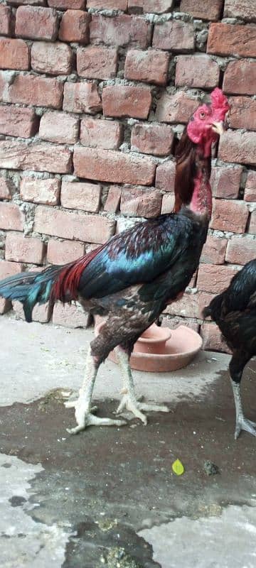 Vaitnami pair egg laying patha pathi chicks 2