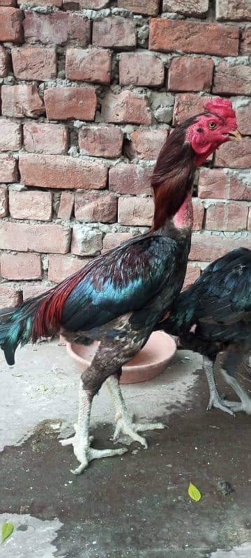 Vaitnami pair egg laying patha pathi chicks 3