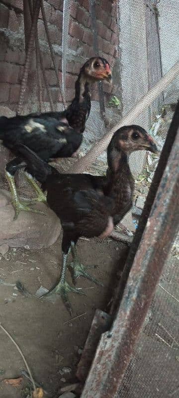 Vaitnami pair egg laying patha pathi chicks 4