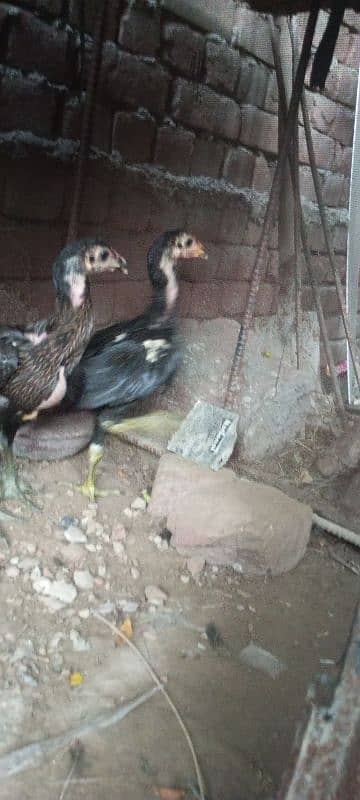 Vaitnami pair egg laying patha pathi chicks 5