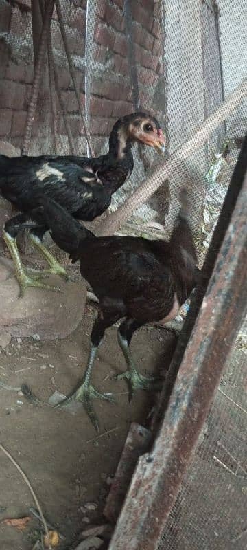 Vaitnami pair egg laying patha pathi chicks 6