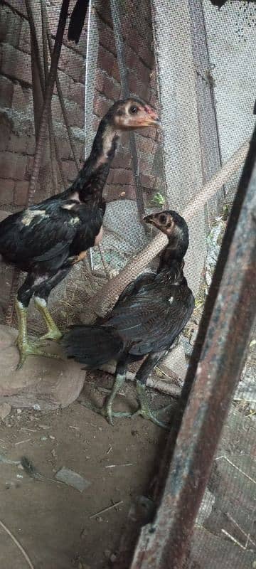 Vaitnami pair egg laying patha pathi chicks 7