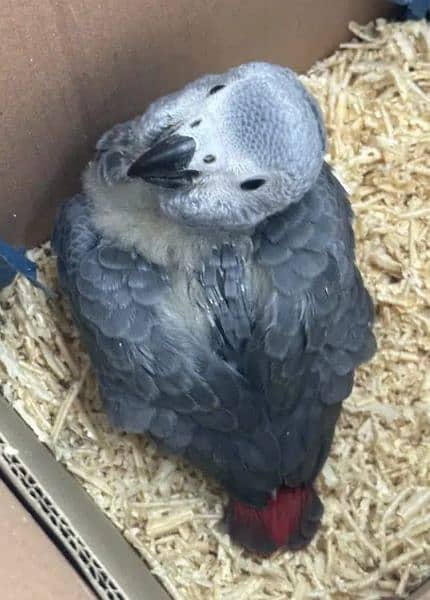 African grey parrot for sale  0319-4340-226 1