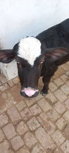 buffalo tazi sui for sale