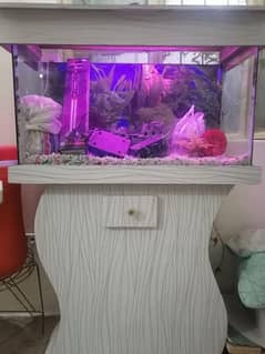 Fish Aquarium