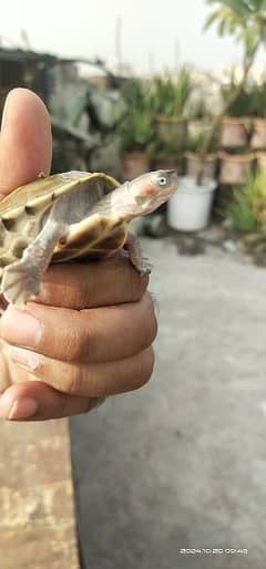 Red ear slider turtle