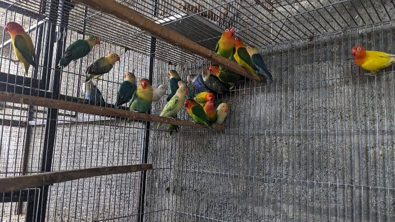 Adults and breeder Mix Lovebirds 0