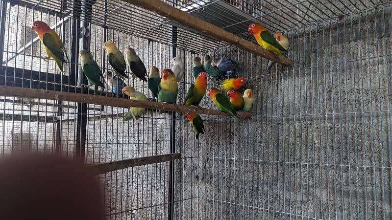 Adults and breeder Mix Lovebirds 1