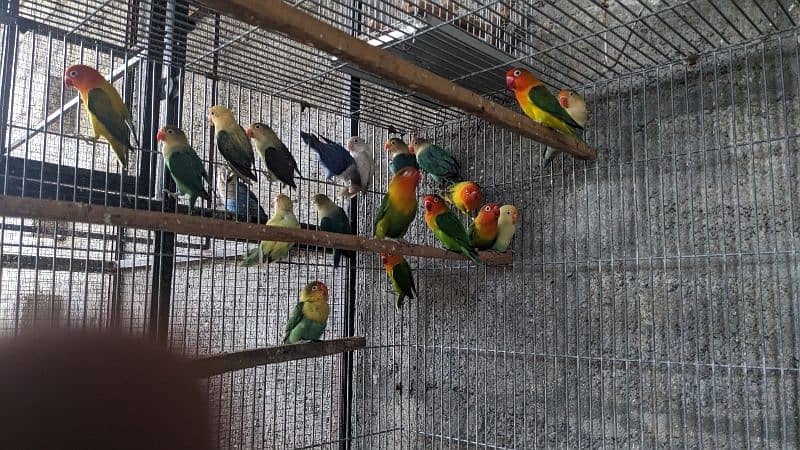 Adults and breeder Mix Lovebirds 2