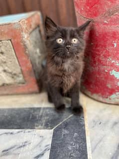 Persian dark grey double coated age 2 months