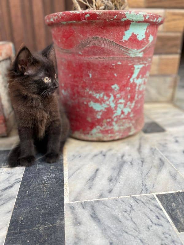 Persian dark grey double coated age 2 months 1