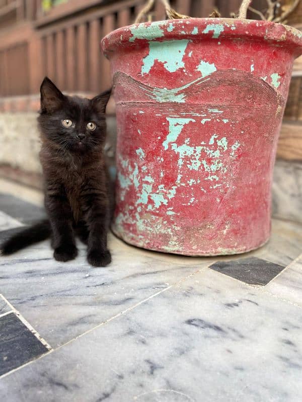 Persian dark grey double coated age 2 months 2