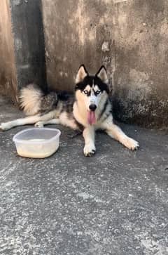 siberian Husky Male 0/3/2/3/8/3/3/8/4/9/5