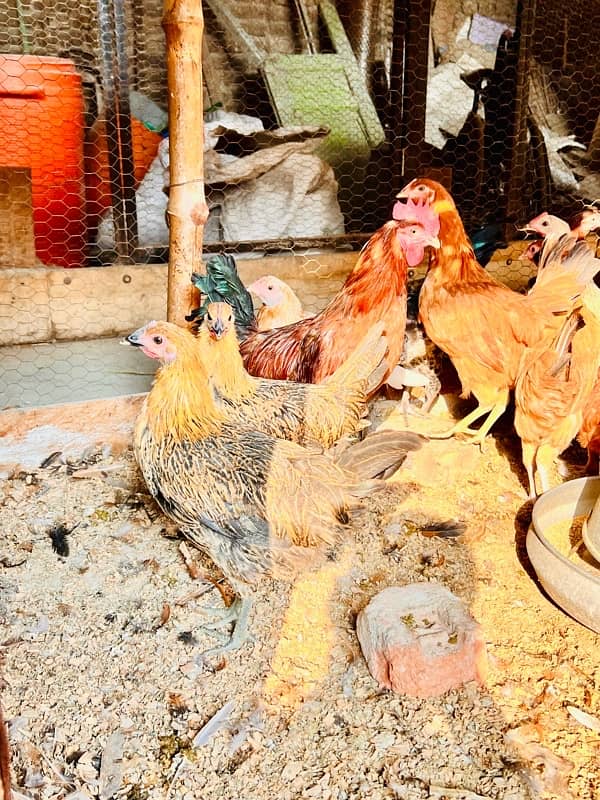 Golden misri | Desi hens 3